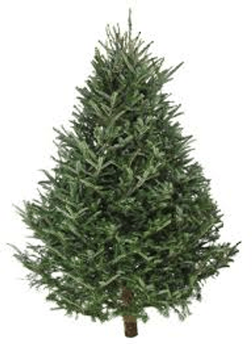 Image of Christmas tree (natural)