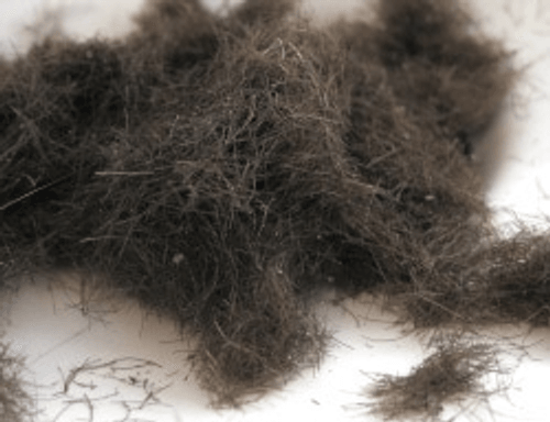 Human hair in dog cheap poop